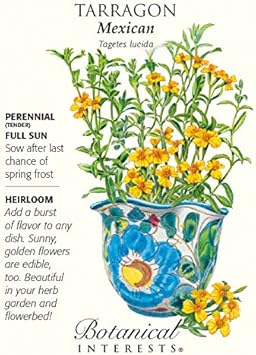 Organic Heirloom Non-GMO Yellow Mexican Tarragon Seeds for Planting – Garden Herbs